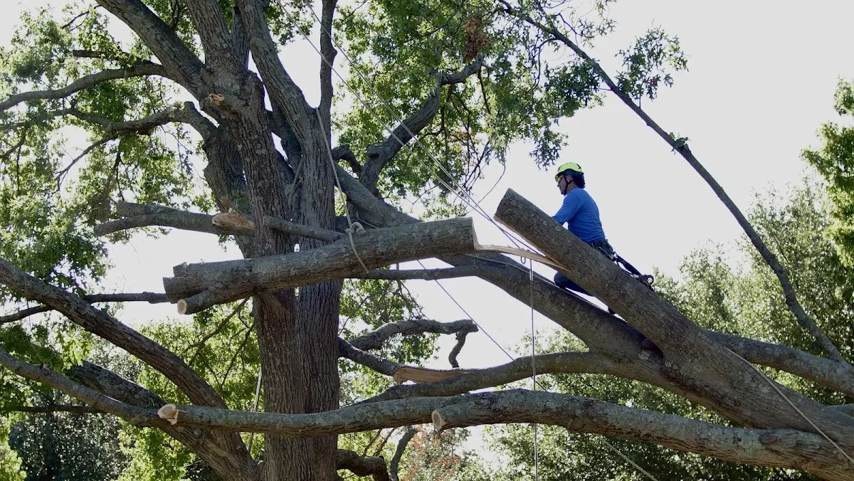 Professional Hazardous Tree Removal performed by certified arborists in Wood River