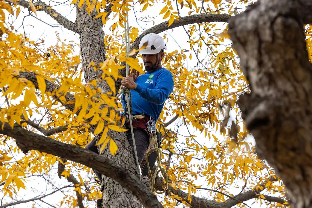 Skilled Storm Damage Cleanup crew working in Wood River